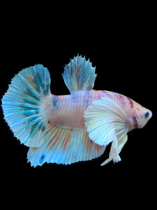 Male Halfmoon Plakat - Candy Dumbo #296 - Live Betta Fish