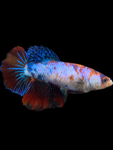 TOP GRADE Female Halfmoon - Galaxy #297 - Live Betta Fish (DEFECT FIN)