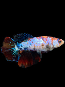 TOP GRADE Female Halfmoon - Galaxy #297 - Live Betta Fish (DEFECT FIN)