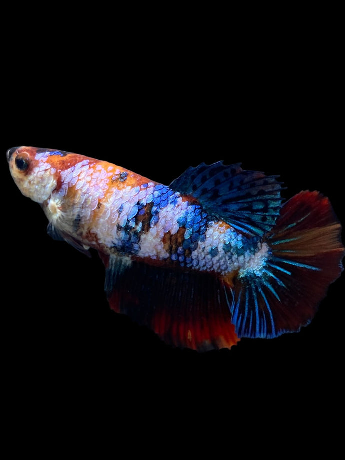 TOP GRADE Female Halfmoon - Galaxy #297 - Live Betta Fish (DEFECT FIN)