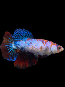 TOP GRADE Female Halfmoon - Galaxy #297 - Live Betta Fish (DEFECT FIN)