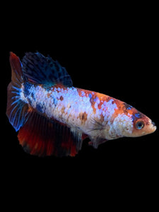 TOP GRADE Female Halfmoon - Galaxy #297 - Live Betta Fish (DEFECT FIN)