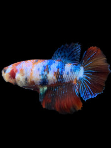 TOP GRADE Female Halfmoon - Galaxy #297 - Live Betta Fish (DEFECT FIN)