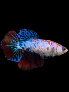 TOP GRADE Female Halfmoon - Galaxy #297 - Live Betta Fish (DEFECT FIN)