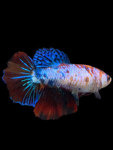 TOP GRADE Female Halfmoon - Galaxy #297 - Live Betta Fish (DEFECT FIN)