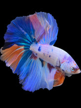 Load image into Gallery viewer, Male Halfmoon - Unicorn #298 - Live Betta Fish
