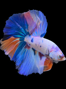 Male Halfmoon - Unicorn #298 - Live Betta Fish