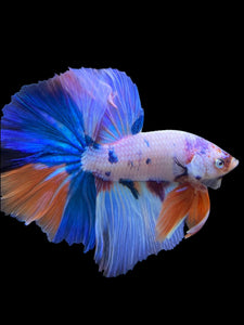 Male Halfmoon - Unicorn #298 - Live Betta Fish