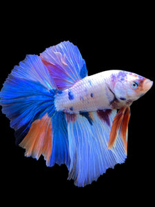 Male Halfmoon - Unicorn #298 - Live Betta Fish