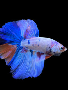 Male Halfmoon - Unicorn #298 - Live Betta Fish