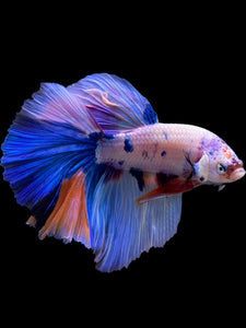 Male Halfmoon - Unicorn #298 - Live Betta Fish