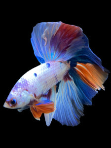 Male Halfmoon - Unicorn #298 - Live Betta Fish