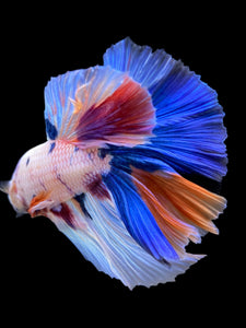 Male Halfmoon - Unicorn #298 - Live Betta Fish