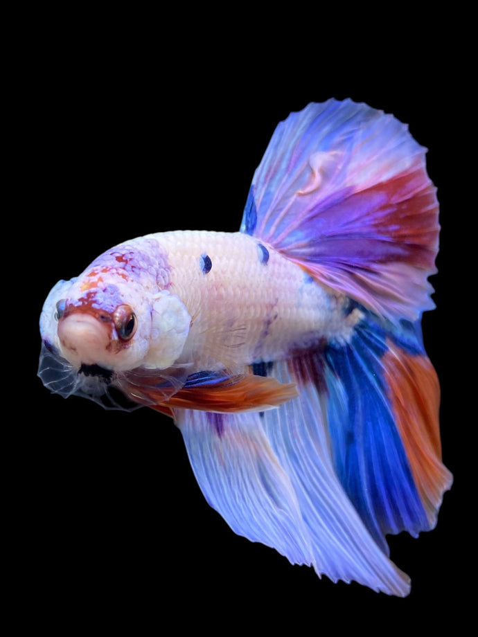 Male Halfmoon - Unicorn #298 - Live Betta Fish