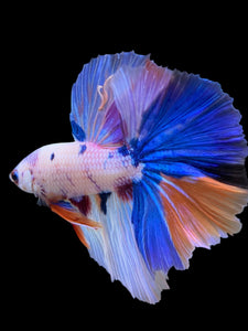 Male Halfmoon - Unicorn #298 - Live Betta Fish