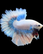 Load image into Gallery viewer, Male Feather Tail - Pastel #299 - Live Betta Fish
