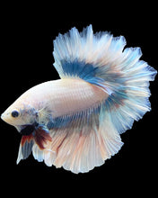 Load image into Gallery viewer, Male Feather Tail - Pastel #299 - Live Betta Fish
