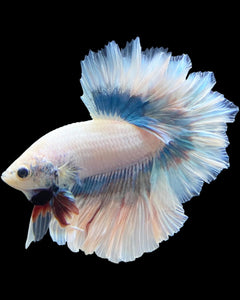 Male Feather Tail - Pastel #299 - Live Betta Fish