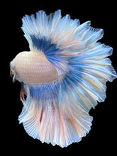 Load image into Gallery viewer, Male Feather Tail - Pastel #299 - Live Betta Fish
