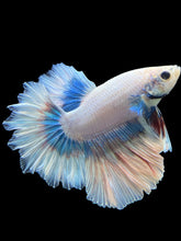 Load image into Gallery viewer, Male Feather Tail - Pastel #299 - Live Betta Fish
