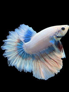 Male Feather Tail - Pastel #299 - Live Betta Fish