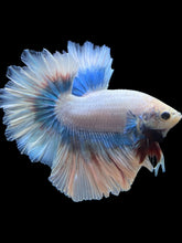 Load image into Gallery viewer, Male Feather Tail - Pastel #299 - Live Betta Fish
