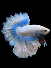 Load image into Gallery viewer, Male Feather Tail - Pastel #299 - Live Betta Fish
