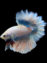 Load image into Gallery viewer, Male Feather Tail - Pastel #299 - Live Betta Fish
