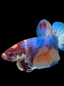 GIANT Male Halfmoon Plakat - Multicolor #300 - Live Betta Fish