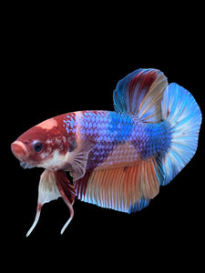 GIANT Male Halfmoon Plakat - Multicolor #300 - Live Betta Fish