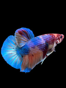 GIANT Male Halfmoon Plakat - Multicolor #300 - Live Betta Fish