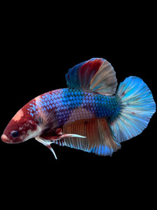 GIANT Male Halfmoon Plakat - Multicolor #300 - Live Betta Fish