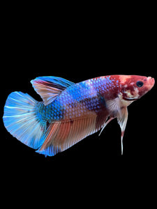 GIANT Male Halfmoon Plakat - Multicolor #300 - Live Betta Fish