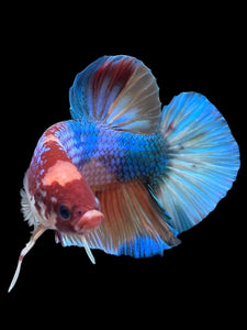 GIANT Male Halfmoon Plakat - Multicolor #300 - Live Betta Fish