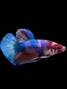 GIANT Male Halfmoon Plakat - Multicolor #300 - Live Betta Fish