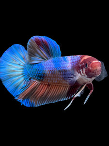 GIANT Male Halfmoon Plakat - Multicolor #300 - Live Betta Fish