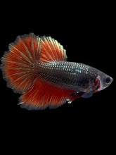 Load image into Gallery viewer, TOP GRADE Female Rosetail - Fancy Copper #301 - Live Betta Fish
