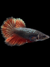 Load image into Gallery viewer, TOP GRADE Female Rosetail - Fancy Copper #301 - Live Betta Fish
