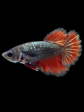 Load image into Gallery viewer, TOP GRADE Female Rosetail - Fancy Copper #301 - Live Betta Fish
