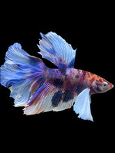 Load image into Gallery viewer, Male Rosetail - Candy Dumbo #302 - Live Betta Fish
