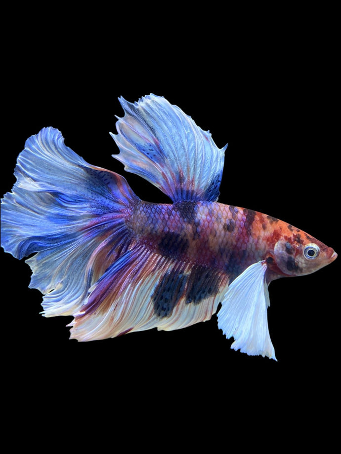 Male Rosetail - Candy Dumbo #302 - Live Betta Fish