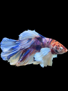 Male Rosetail - Candy Dumbo #302 - Live Betta Fish