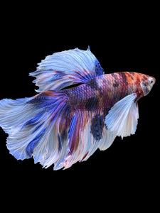 Male Rosetail - Candy Dumbo #302 - Live Betta Fish