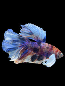 Male Rosetail - Candy Dumbo #302 - Live Betta Fish