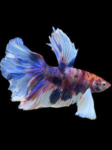 Male Rosetail - Candy Dumbo #302 - Live Betta Fish