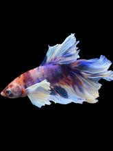 Load image into Gallery viewer, Male Rosetail - Candy Dumbo #302 - Live Betta Fish
