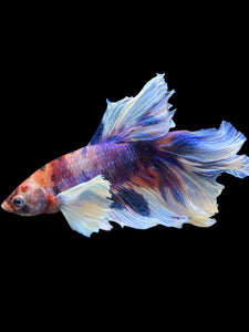 Male Rosetail - Candy Dumbo #302 - Live Betta Fish