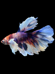 Male Rosetail - Candy Dumbo #302 - Live Betta Fish