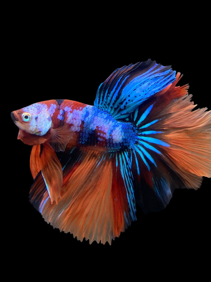 Male Halfmoon - Galaxy #303 - Live Betta Fish