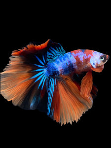 Male Halfmoon - Galaxy #303 - Live Betta Fish